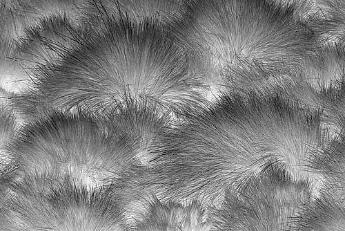 Paramo grass-Antisana Ecological Reserve-Ecuador Nature Print